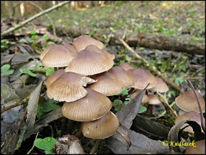 Helmovka pařezov&aacute; - Mycena tintinnabulum (Batsch) Qu&eacute;l.