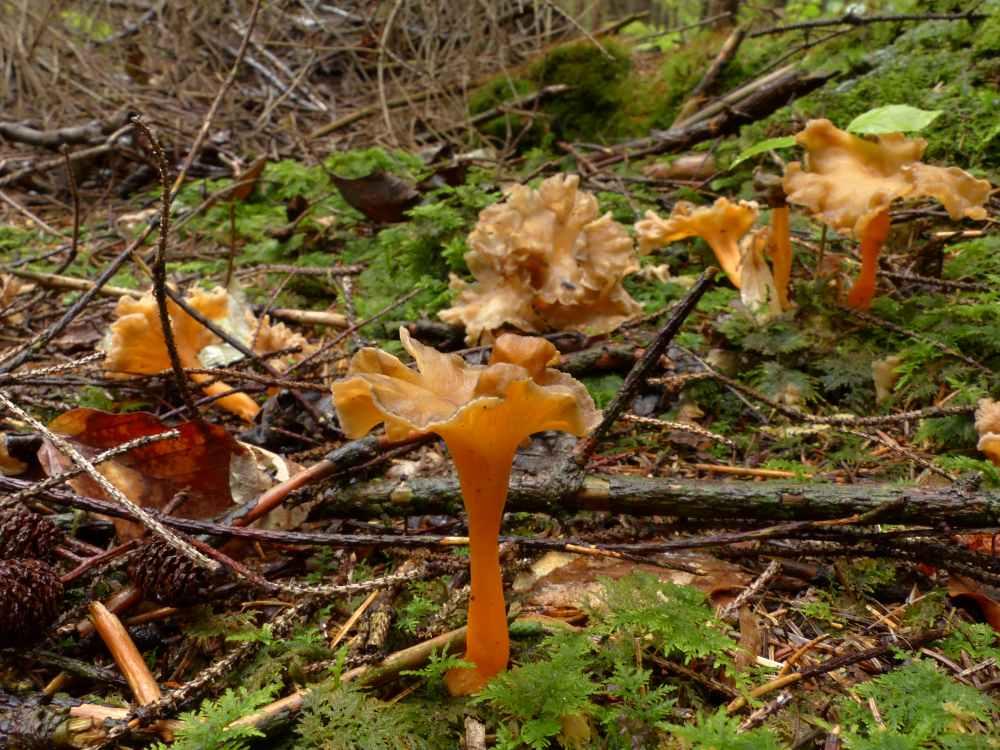 Liška žlutavá - Cantharellus aurora (3)