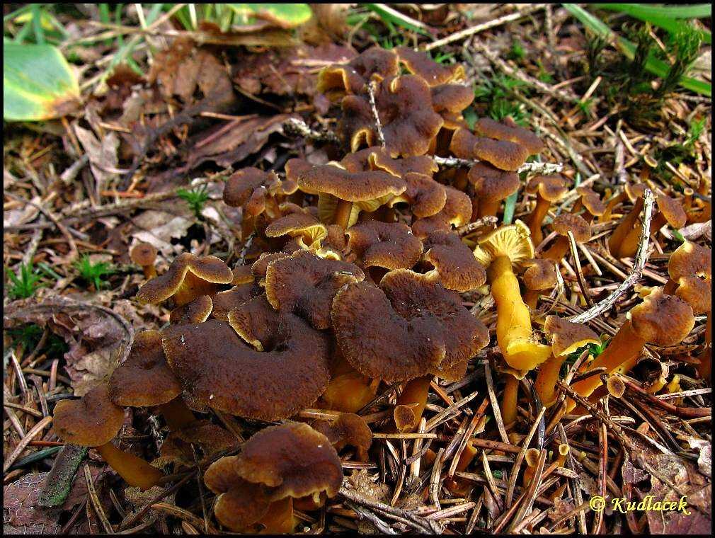 Liška žlutavá - Cantharellus aurora (6)