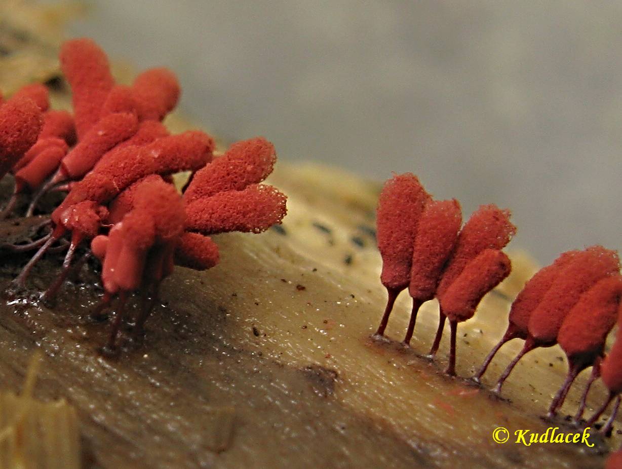 Vlnatka červená - (Arcyria denudata)