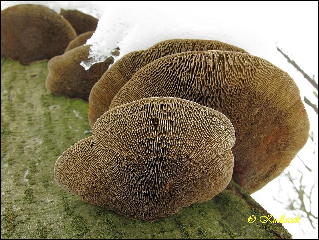 Síťkovec načervenalý - Daedaleopsis confragosa