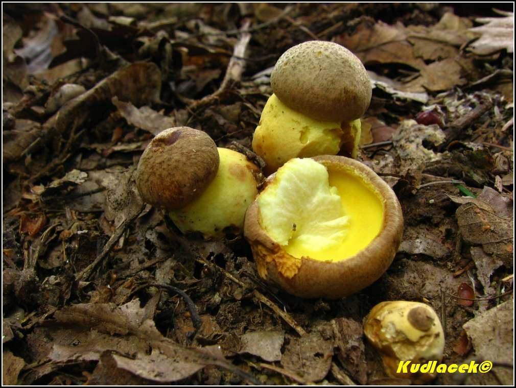 Hřib přívěskatý - Boletus appendiculatus (11)