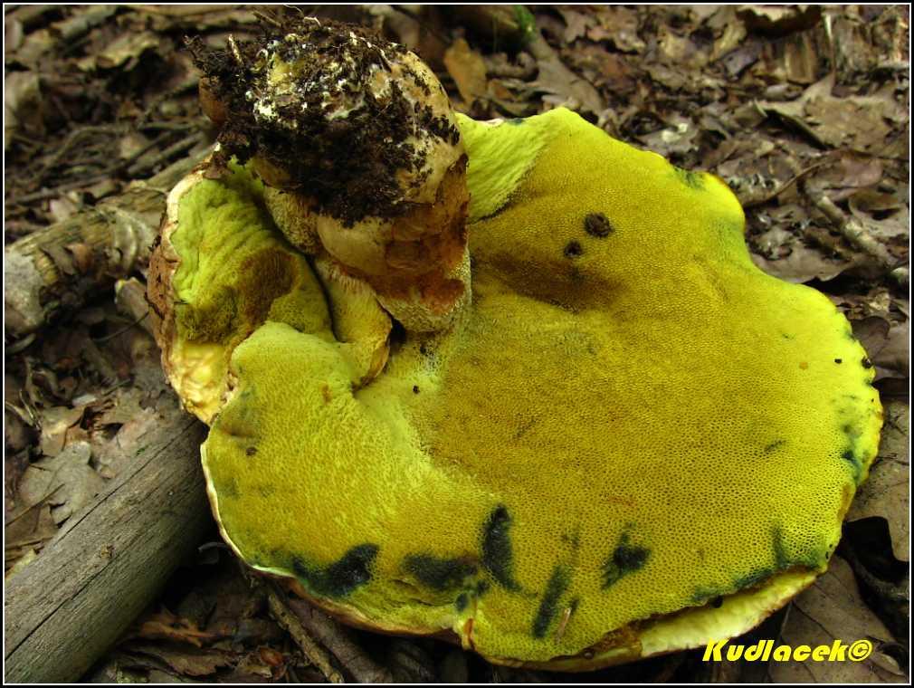 Hřib přívěskatý - Boletus appendiculatus (15)