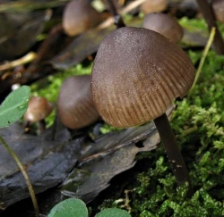 Helmovka pařezov&aacute; - Mycena tintinnabulum (Batsch) Qu&eacute;l.