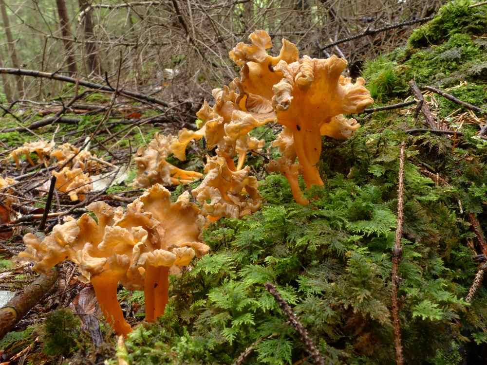 Liška žlutavá - Cantharellus aurora (1)