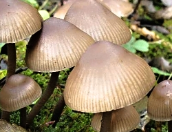Helmovka pařezov&aacute; - Mycena tintinnabulum (Batsch) Qu&eacute;l.