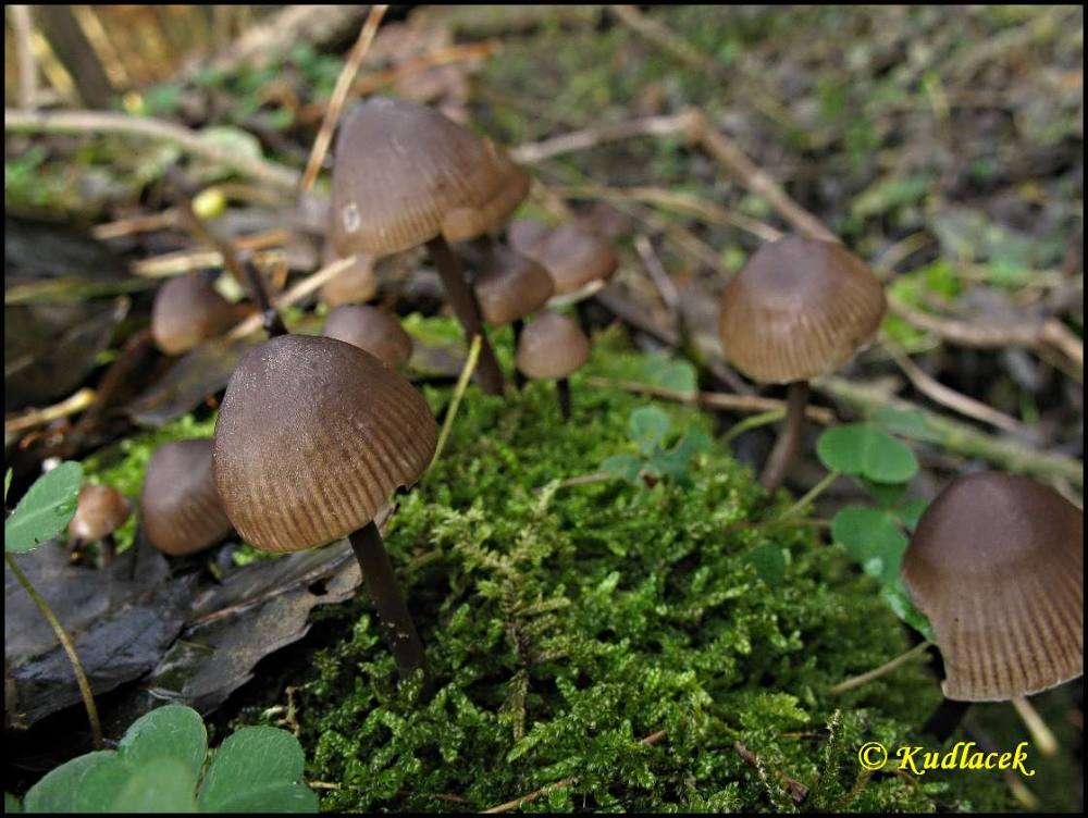 Helmovka pařezov&aacute; - Mycena tintinnabulum (Batsch) Qu&eacute;l.