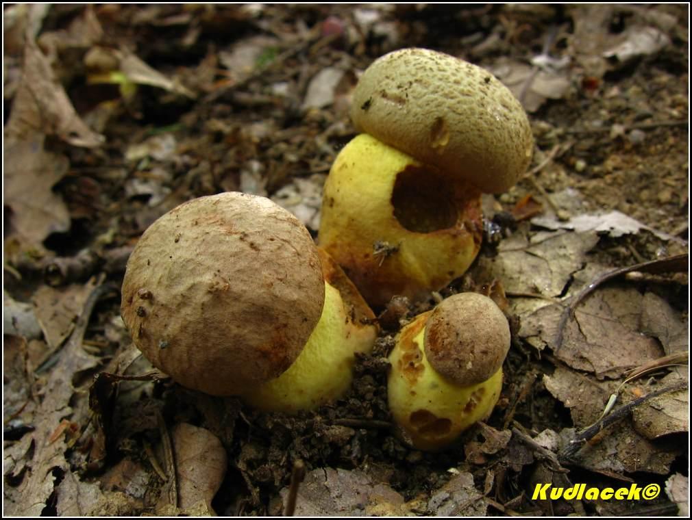 Hřib přívěskatý - Boletus appendiculatus (8)