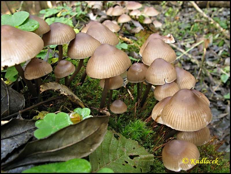Helmovka pařezov&aacute; - Mycena tintinnabulum (Batsch) Qu&eacute;l.